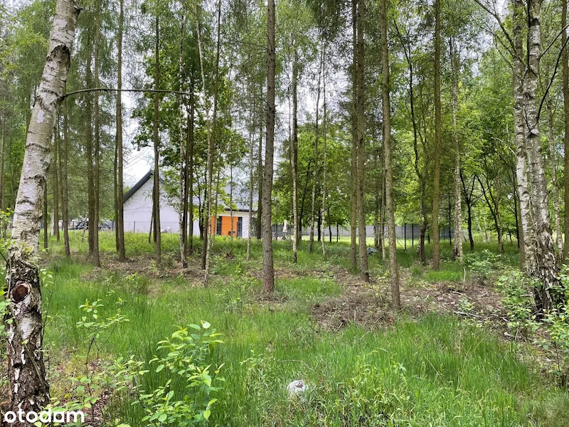 Dom w otoczeniu lasu